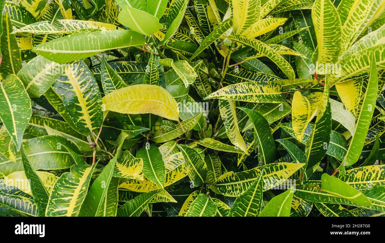 Sfondo disordinato di foglie funky con molti modelli diversi Foto Stock