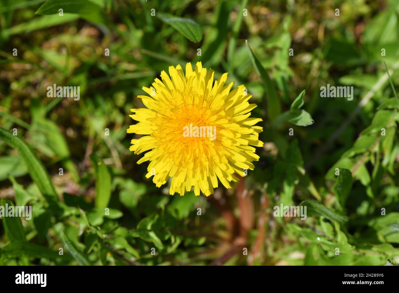 Dettaglio der Blüte eines Löwenzahns in einer Wiese - dettaglio della fioritura di un dente di leone in un prato Foto Stock