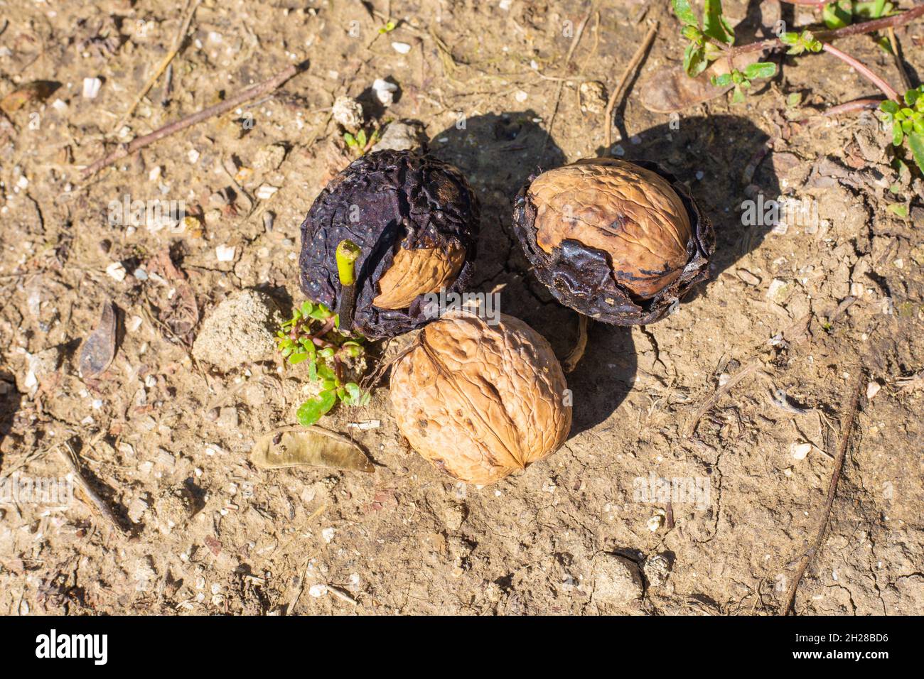 noci in gusci al suolo. Raccolta di noci nella caduta nel giardino. Foto Stock