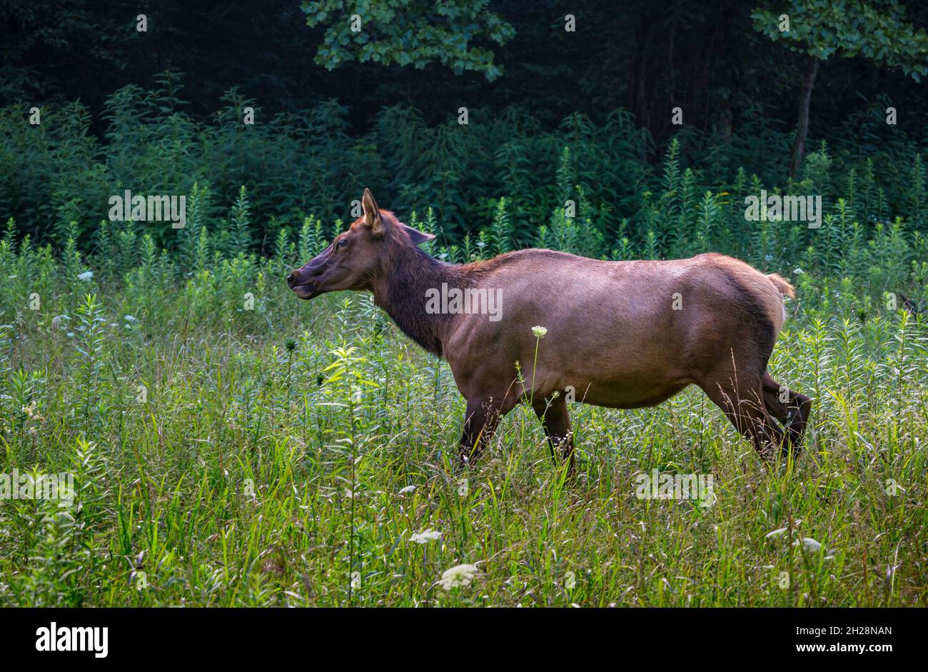 Wild North American Elk roaming gratuito vicino al centro visitatori Oconaluftee presso il Great Smoky Mountains National Park vicino Cherokee, North Carolina Foto Stock