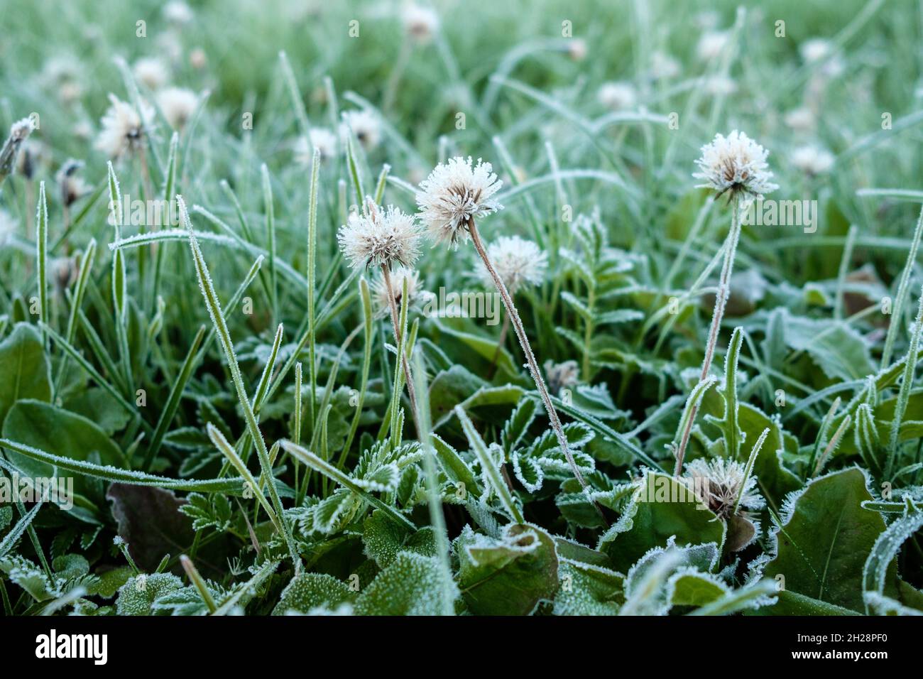 I germogli di piccoli fiori selvatici e i gambi dell'erba sono ricoperti di gelo bianco. Ghiaccio cristalli su erba che si formano quando la temperatura scende. Rime mattina in autunno. Messa a fuoco soft. Foto Stock