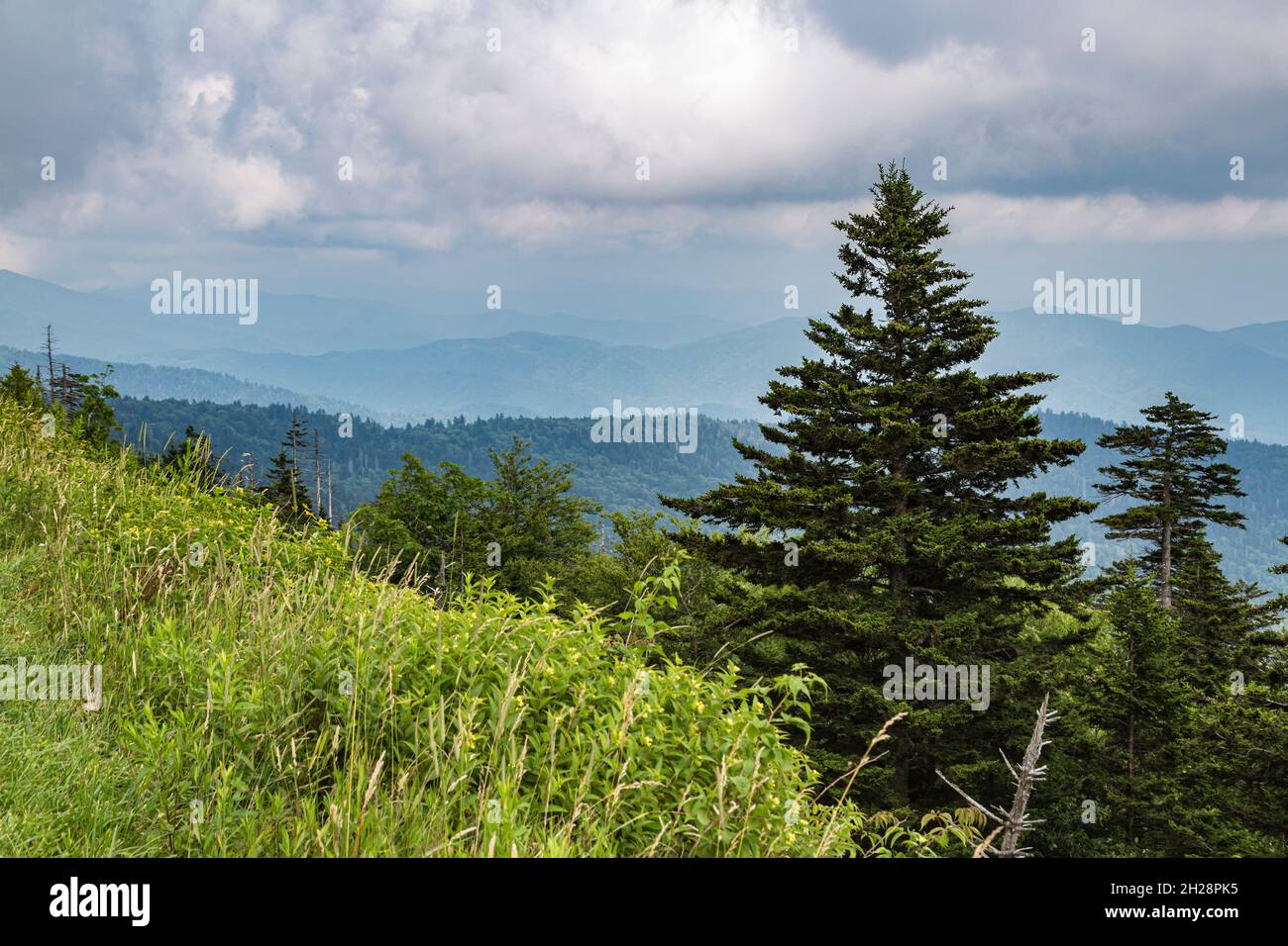 Hazy Blue Ridge Mountains in lontananza dietro alberi sempreverdi vicino al Clingman's Dome in Tennessee Foto Stock