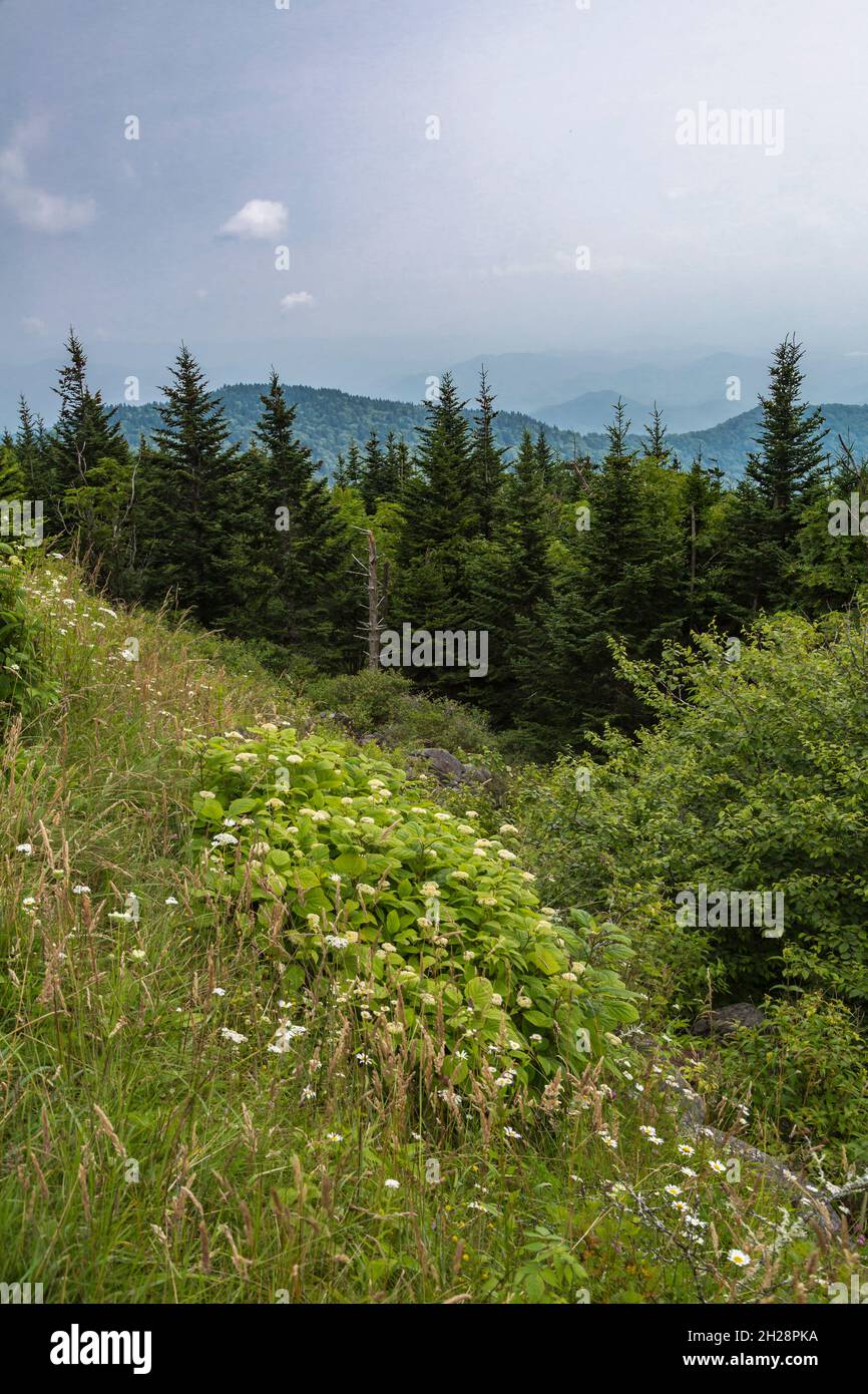 Hazy Blue Ridge Mountains in lontananza dietro alberi sempreverdi vicino al Clingman's Dome in Tennessee Foto Stock