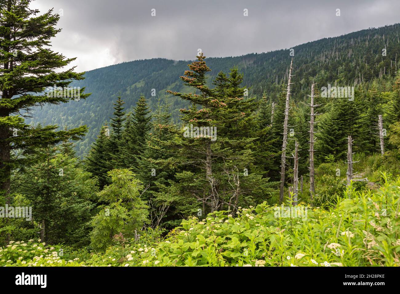 Hazy Blue Ridge Mountains in lontananza dietro alberi sempreverdi vicino al Clingman's Dome in Tennessee Foto Stock