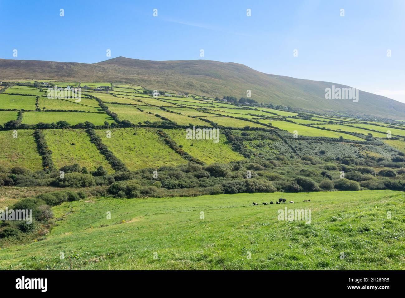 Vista panoramica della campagna, Penisola di Dingle (Corca Dhuibhne), Contea di Kerry, Repubblica d'Irlanda Foto Stock