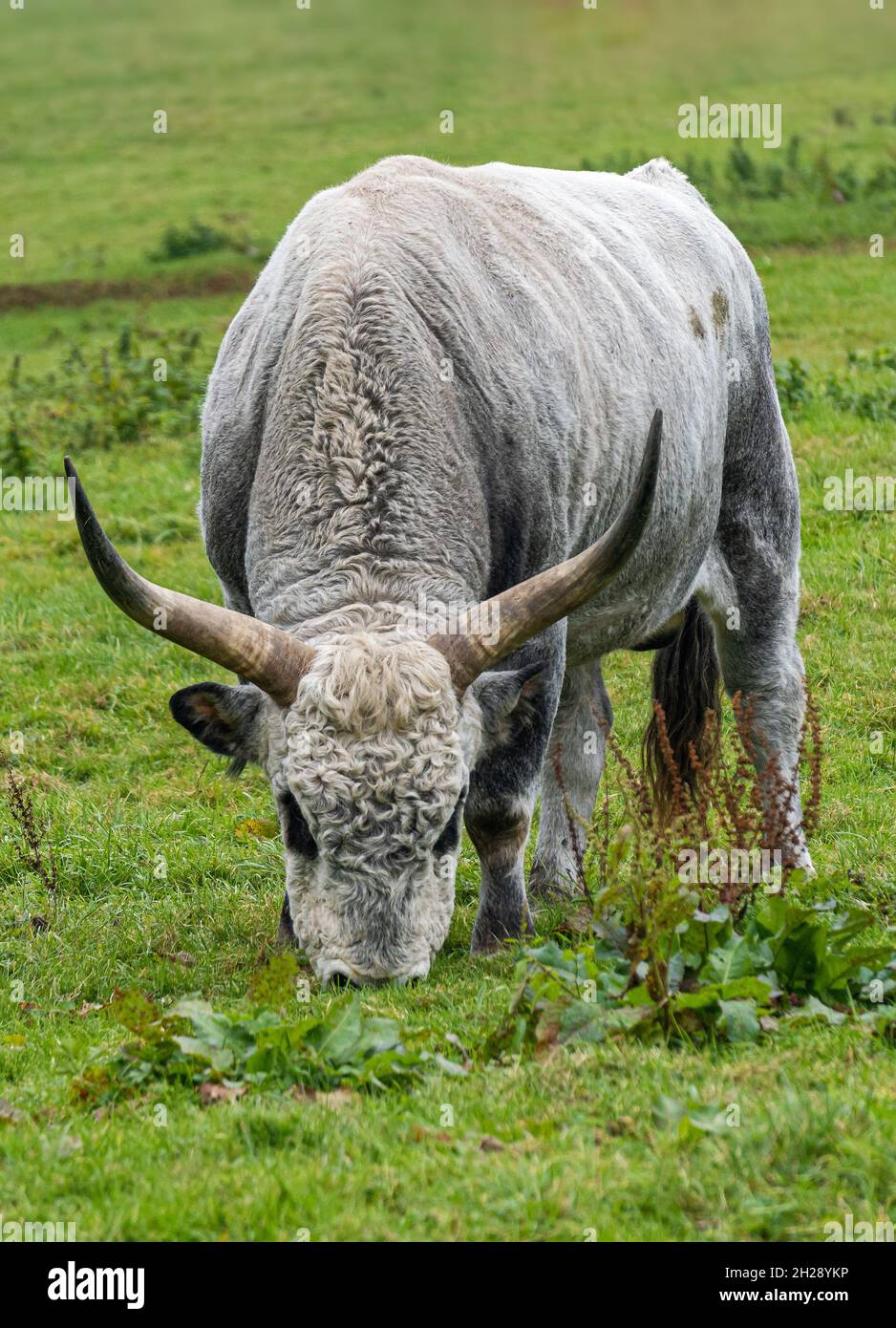 Bos primigenius taurus - bovini grigi ungheresi Foto Stock