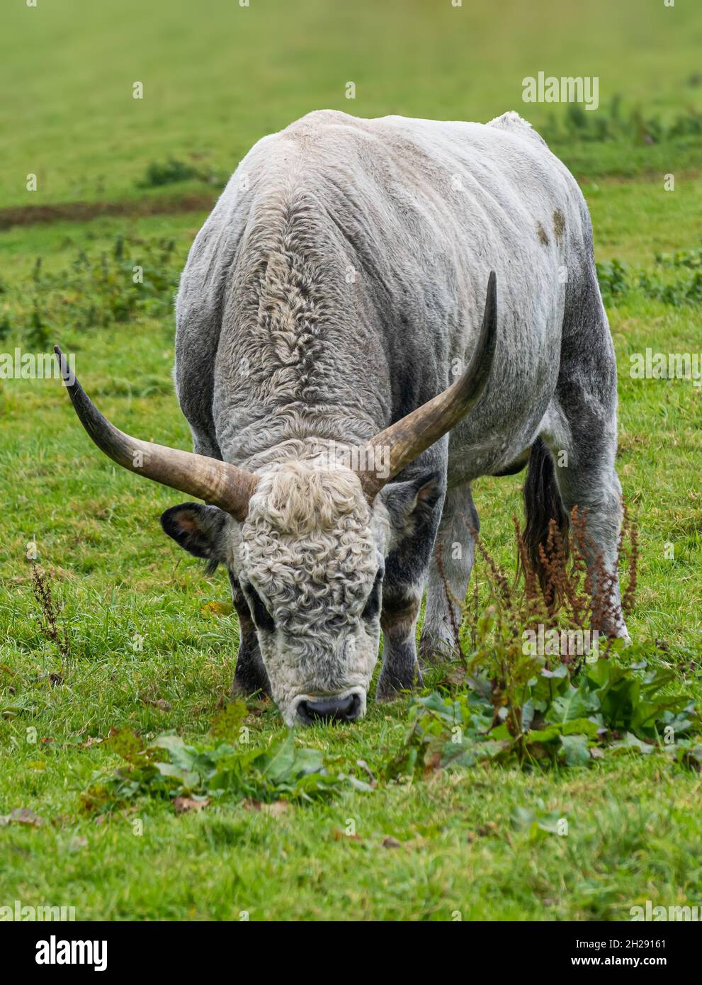 Bos primigenius taurus - bovini grigi ungheresi Foto Stock