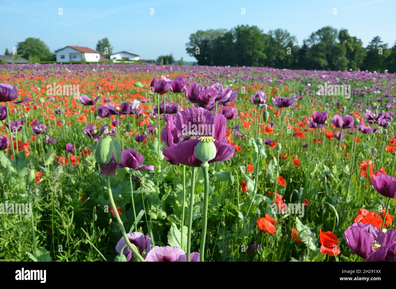 Ein Feld mit violetten Mohnblüten in Oberösterreich (Österreich) - A. Campo con fiori di papavero viola in Austria superiore (Austria) Foto Stock