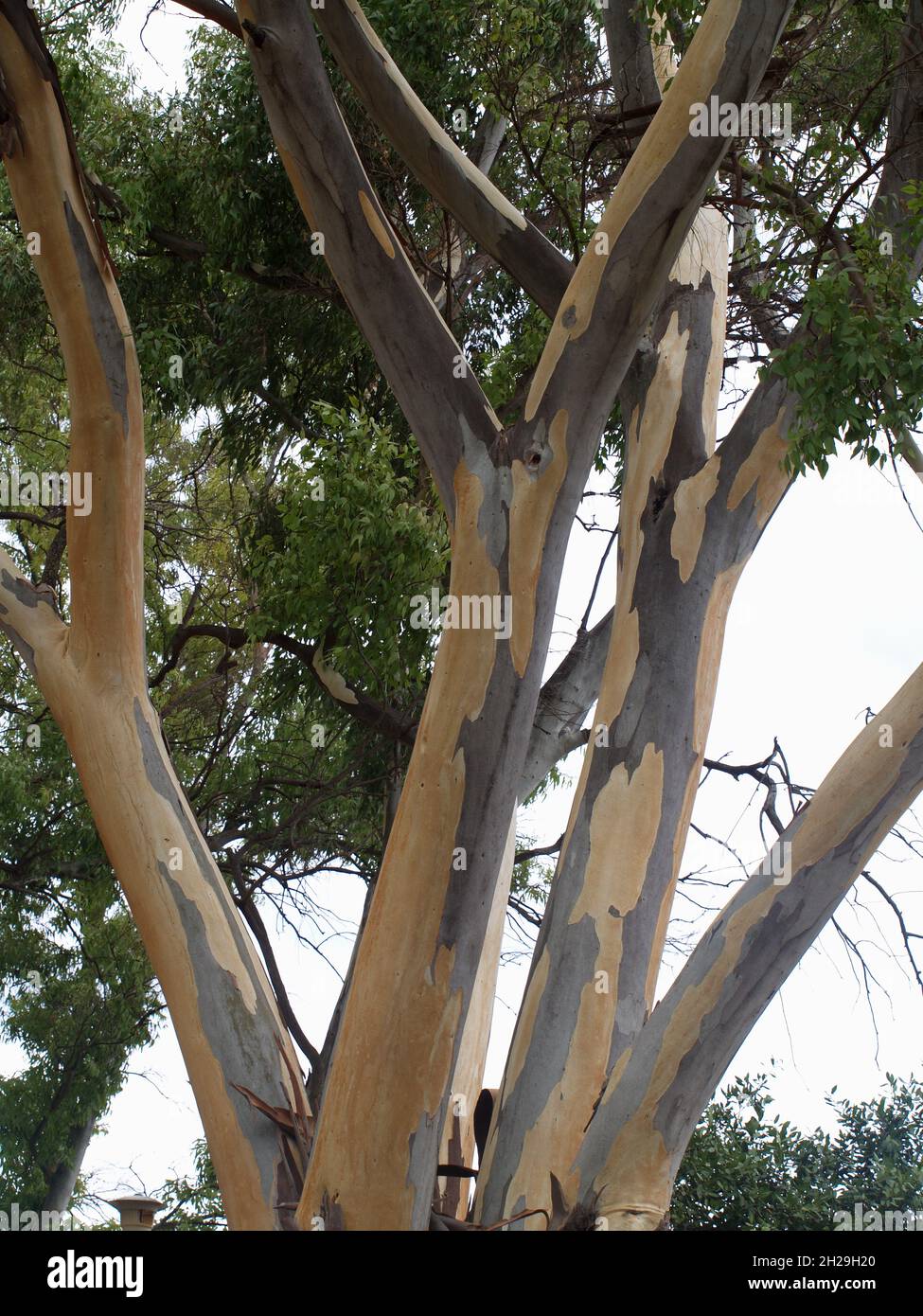 Albero di eucalipto che distrugge la corteccia a Garitsa Bay, Corfù, Grecia Foto Stock