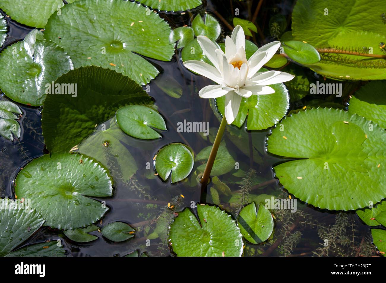 Ninfee fiori Foto Stock