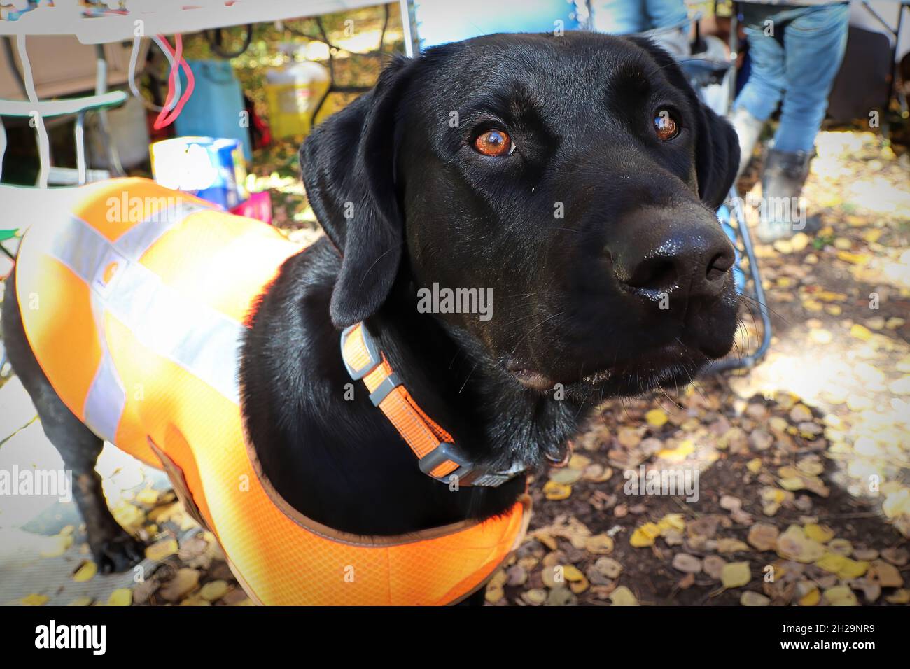 Un cane che indossa un giubbotto da caccia arancione all'esterno Foto Stock