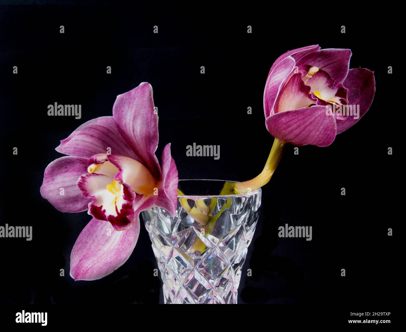 Piuttosto rosa lavanda Cymbidium Clarisse Orchid conosciuto anche come Boat Orchid, in un vaso isolato su uno sfondo nero sfondo closeup vista. Bellissima Foto Stock