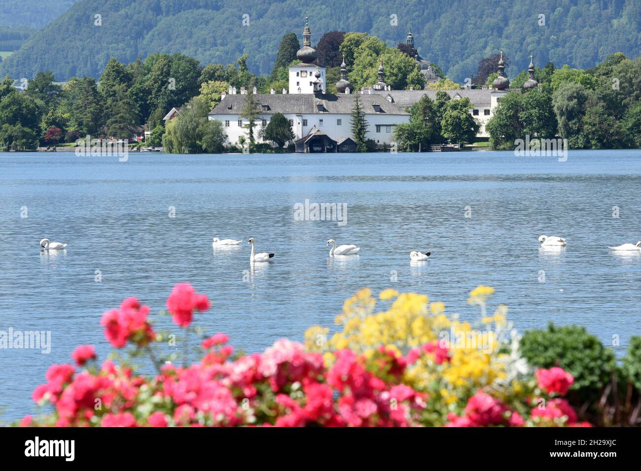 Das Seeschloss Ort am Traunsee in Gmunden mit Blumen und Schwänen, Salzkammergut, Bezirk Gmunden, Oberösterreich, Österreich, Europa - il castello del lago Foto Stock