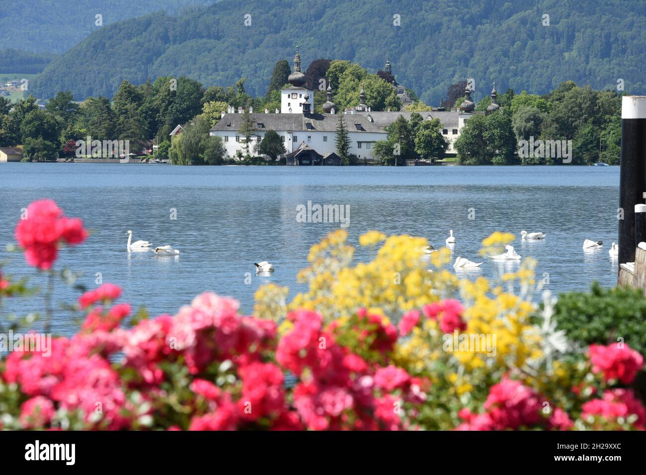 Das Seeschloss Ort am Traunsee in Gmunden mit Blumen und Schwänen, Salzkammergut, Bezirk Gmunden, Oberösterreich, Österreich, Europa - il castello del lago Foto Stock