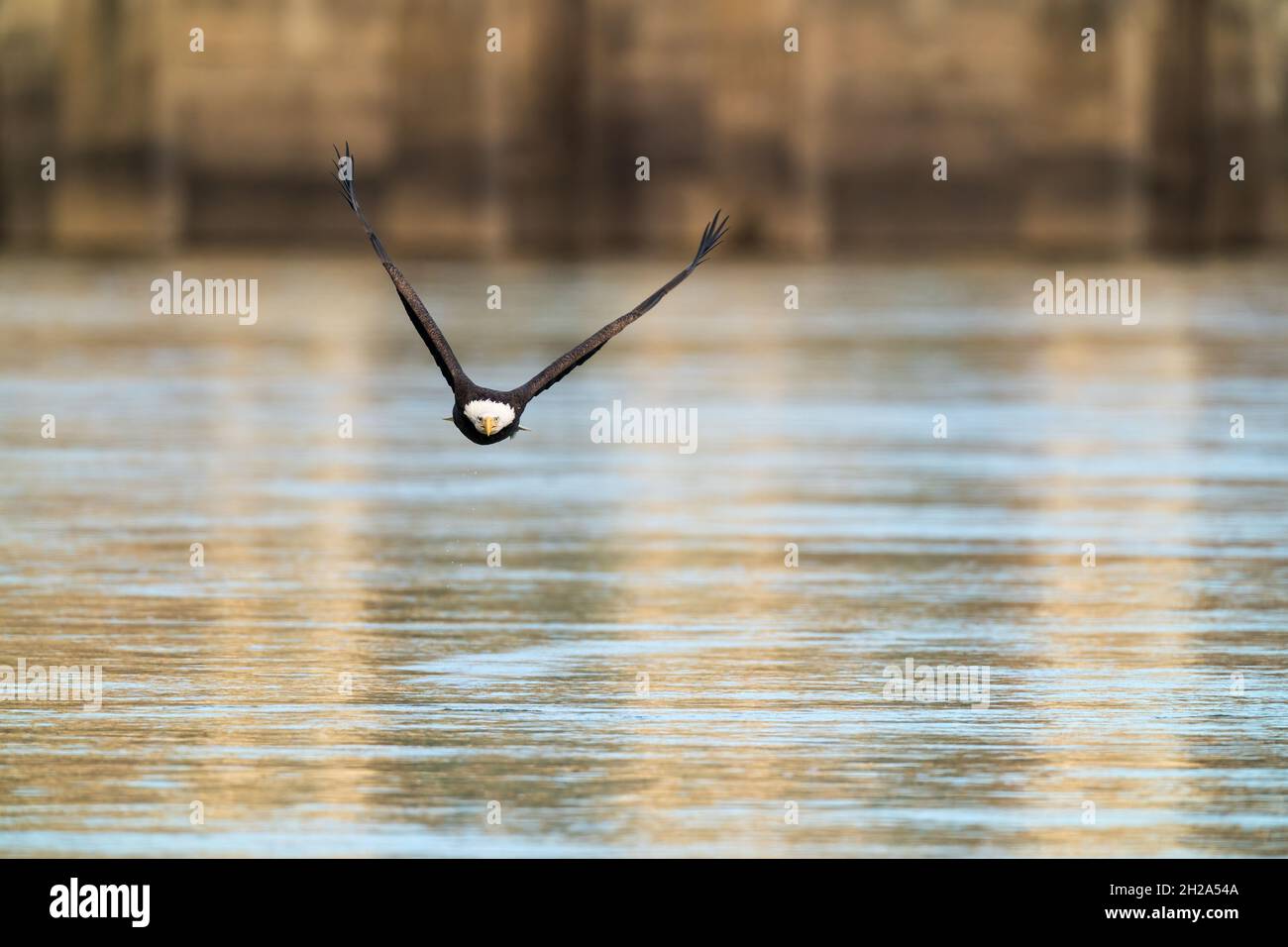 Adulto Bald Eagle volare dritto con un pesce appena catturato alla diga di Conowingo, Maryland, USA per informazioni sulle licenze contattare: info@greggard.com Foto Stock