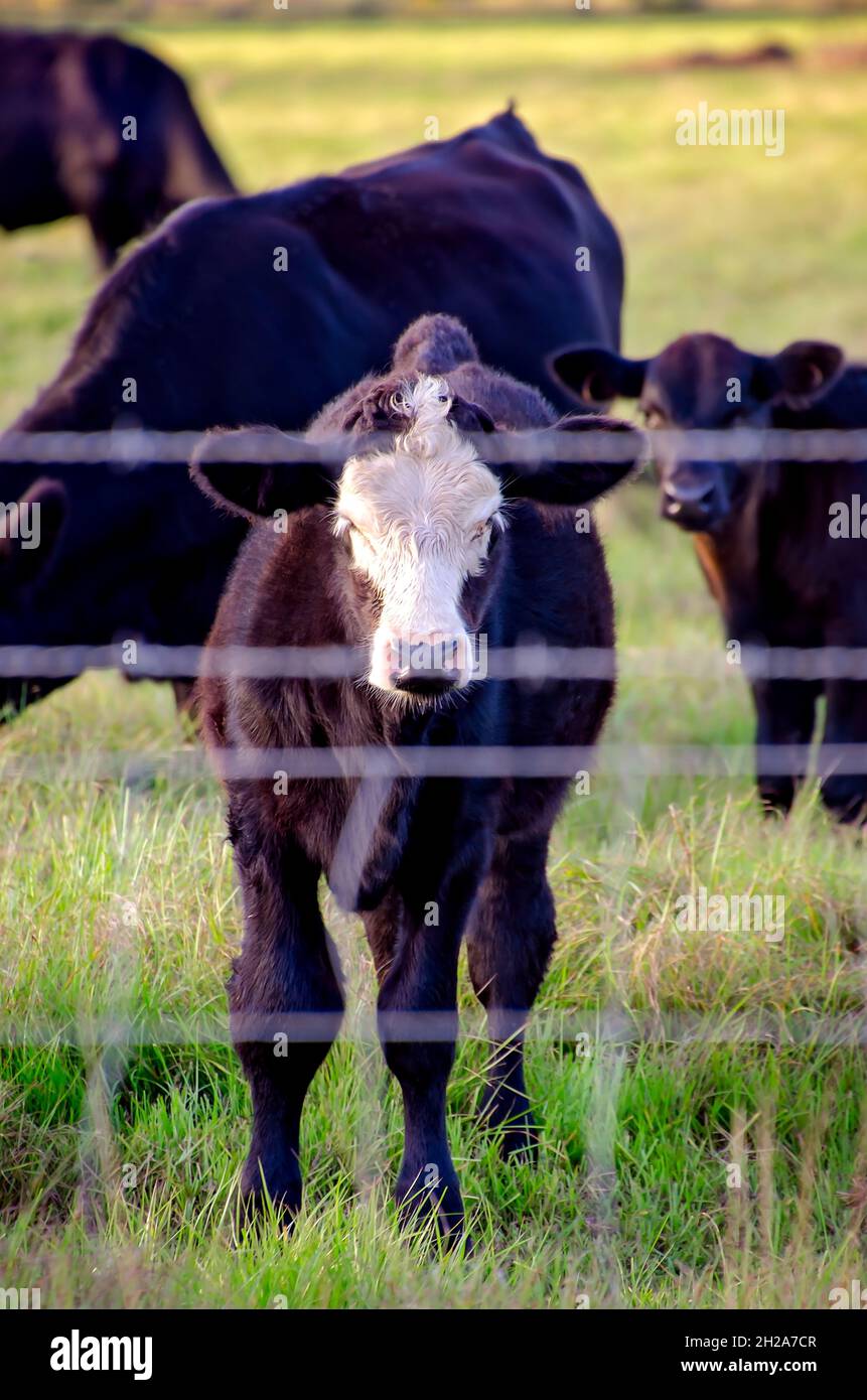 Un vitello nero con una faccia bianca si trova in un pascolo con altri bovini da carne, il 15 ottobre 2021, a Grand Bay, Alabama. Foto Stock