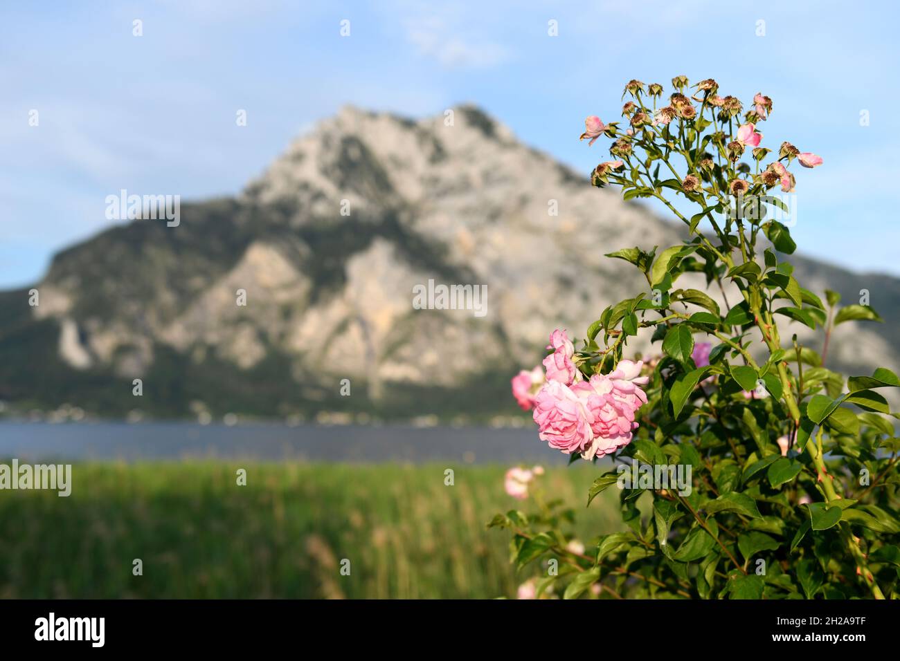 Der Traunstein - ein markanter Berg im Salzkammergut mit Rosen im Vordergrund (Oberösterreich, Österreich) - il Traunstein - una montagna impressionante in t Foto Stock