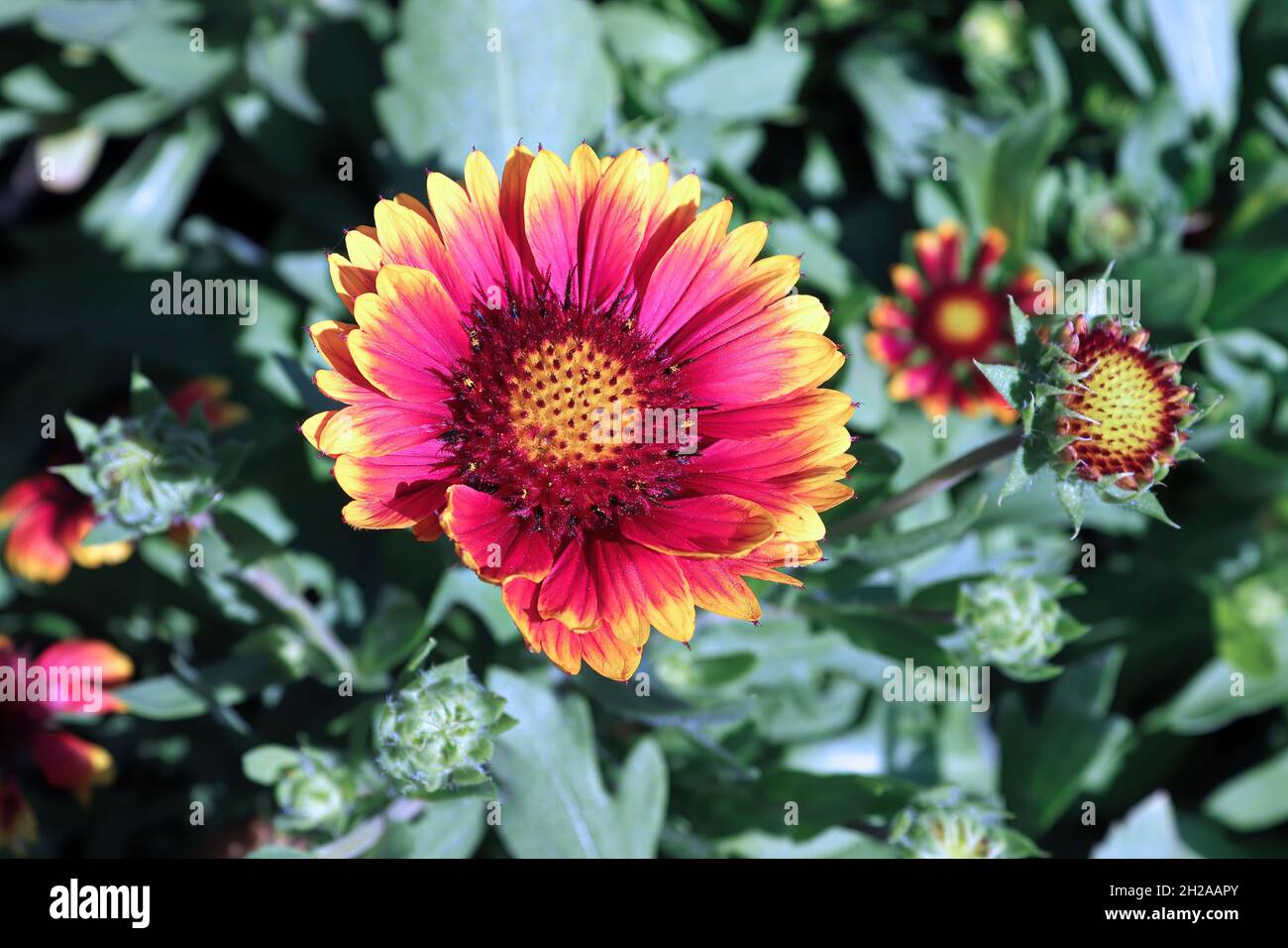 Uno sfondo di fiori di coperta rossi e gialli Foto Stock