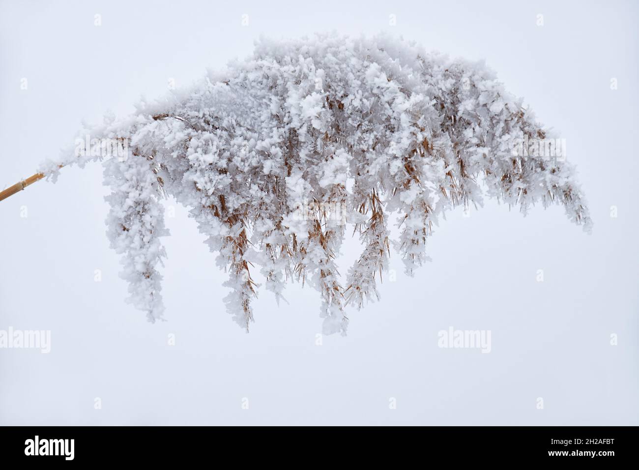 Erba di canna appassita sulla neve Foto Stock