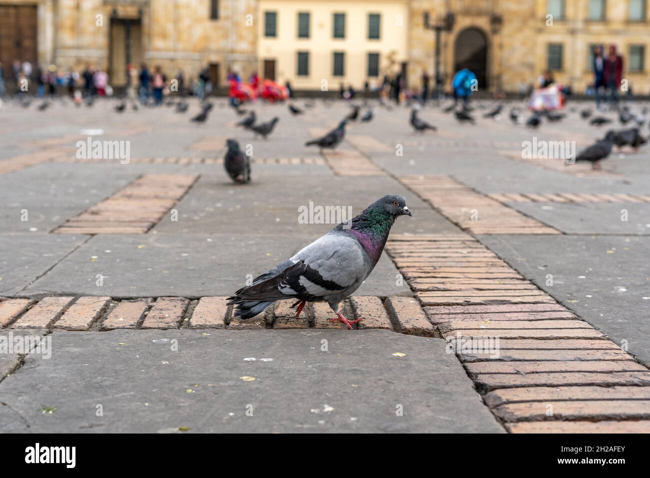 Pigeon su Bolivar Square Bogota Colombia Sud America Foto Stock