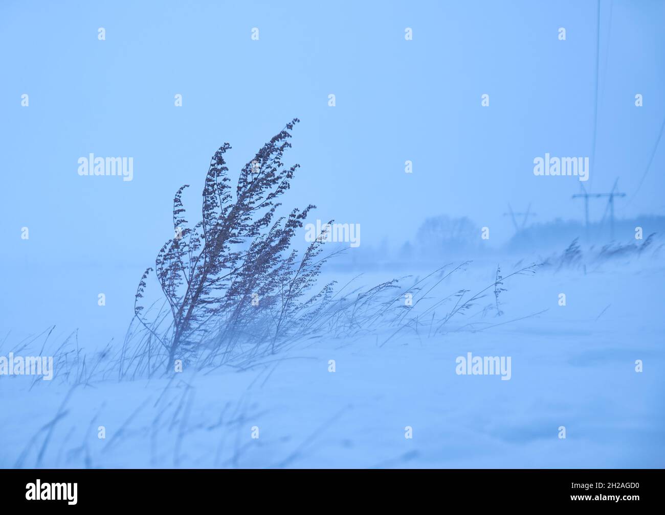 Asciugare l'erba sotto la tempesta di ghiaccio nella stagione invernale Foto Stock