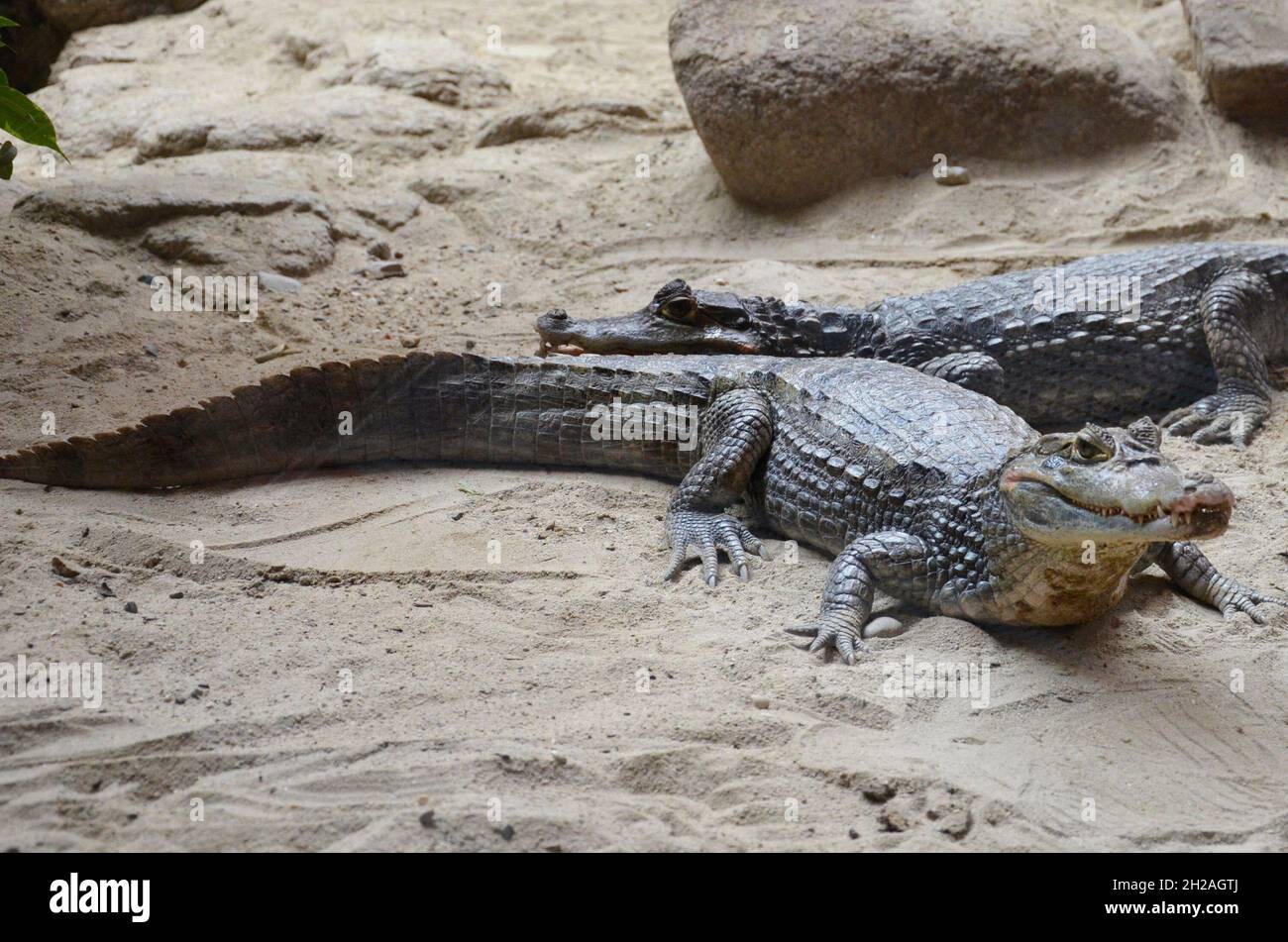 Krokodil im Zoo Schmiding, Koenglbach, Oberösterreich, Österreich, Europa - Coccodrillo in Zoo di Schmiding, Austria superiore, Austria, Europa Foto Stock