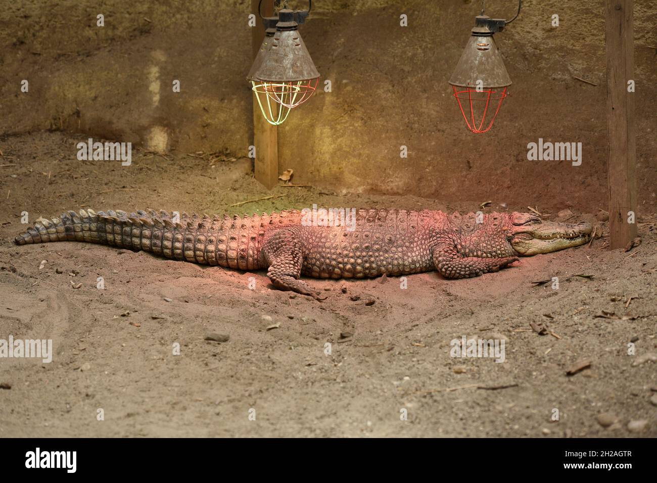 Krokodil im Zoo Schmiding, Koenglbach, Oberösterreich, Österreich, Europa - Coccodrillo in Zoo di Schmiding, Austria superiore, Austria, Europa Foto Stock