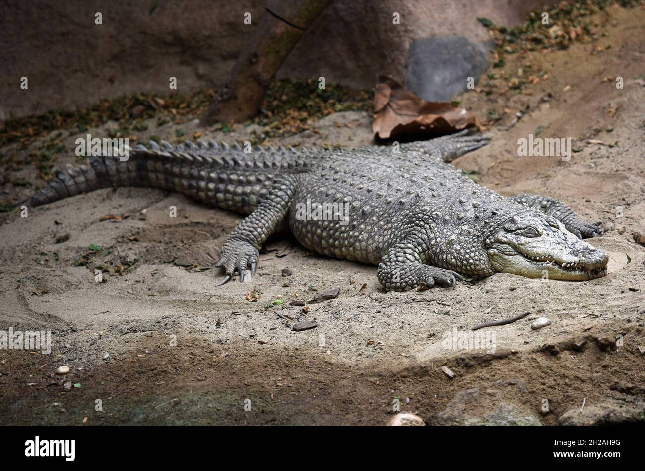 Krokodil im Zoo Schmiding, Koenglbach, Oberösterreich, Österreich, Europa - Coccodrillo in Zoo di Schmiding, Austria superiore, Austria, Europa Foto Stock