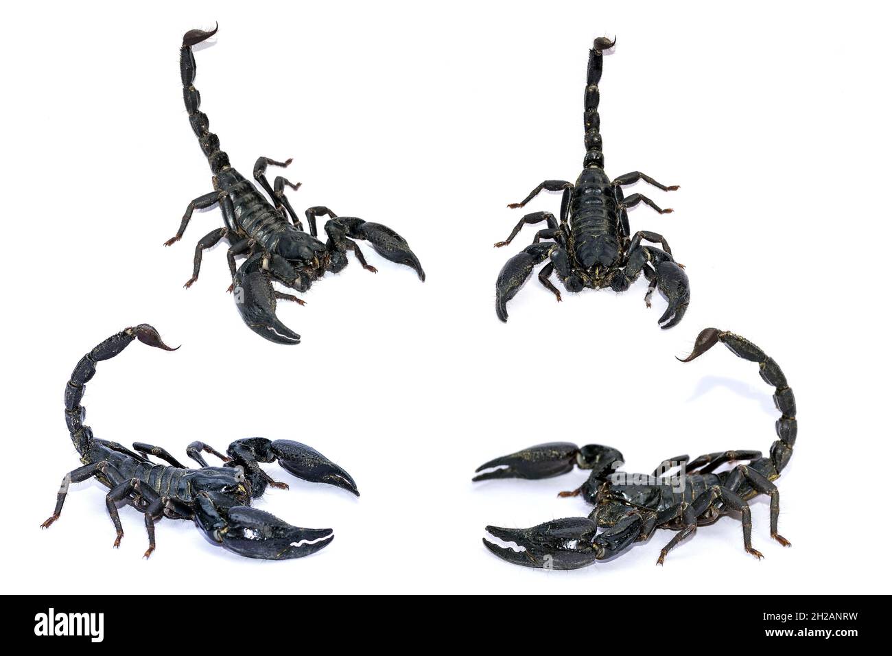 Scorpion nero isolato su sfondo bianco; animali velenosi senza spina dorsale. Foto Stock