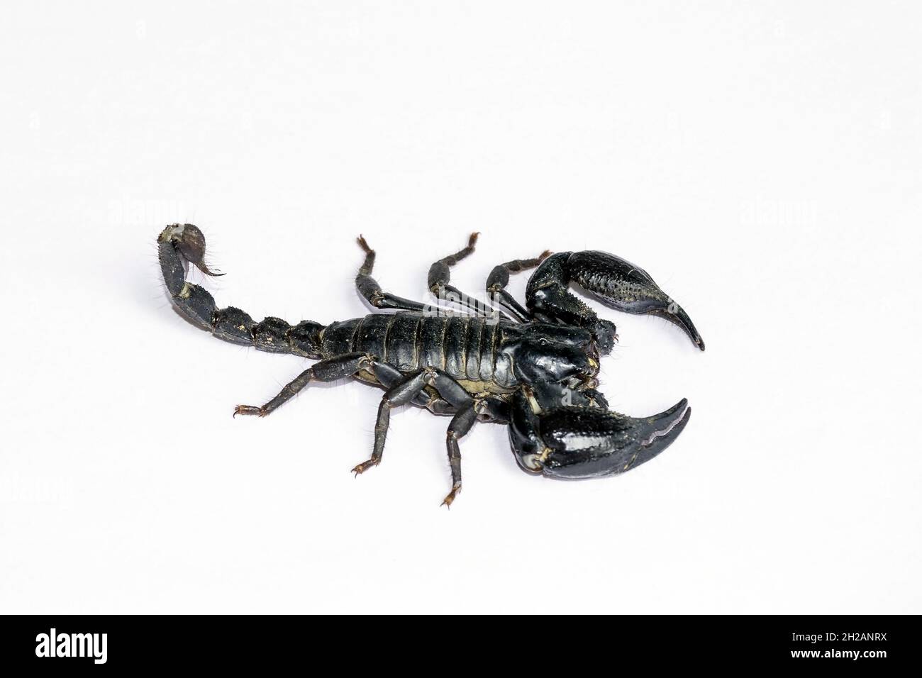 Scorpion nero isolato su sfondo bianco; animali velenosi senza spina dorsale. Foto Stock