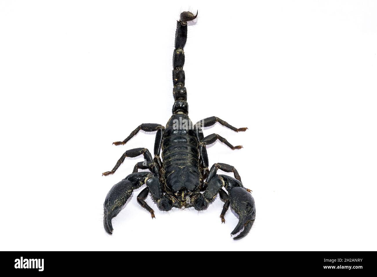 Scorpion nero isolato su sfondo bianco; animali velenosi senza spina dorsale. Foto Stock