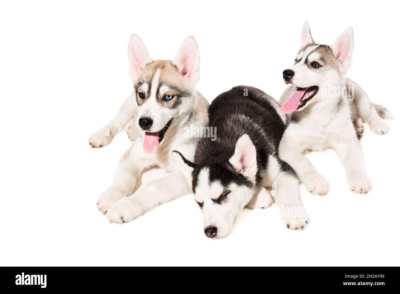Siberian Husky cuccioli Foto Stock