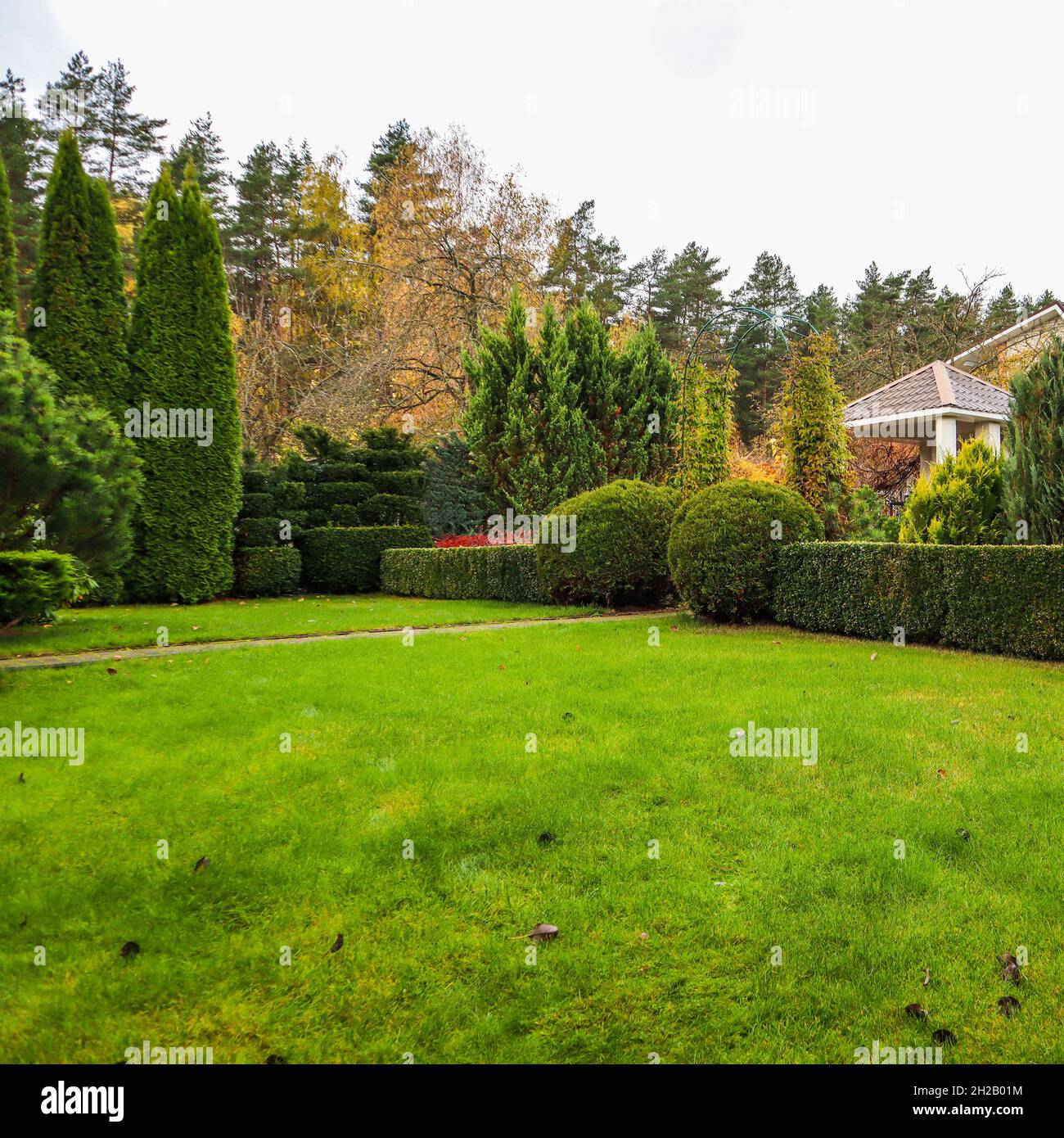 Paesaggio di un giardino con un prato verde, arbusti decorativi colorati e modellato yew e bosso, Buxus, in autunno. Concetto di giardinaggio. Foto Stock