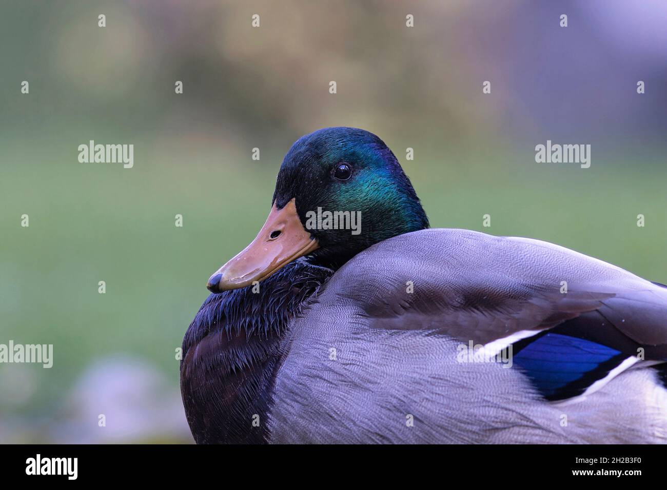 Ritratto di un maschio di anatra di mallardo (Anas platyrhynchos) Foto Stock