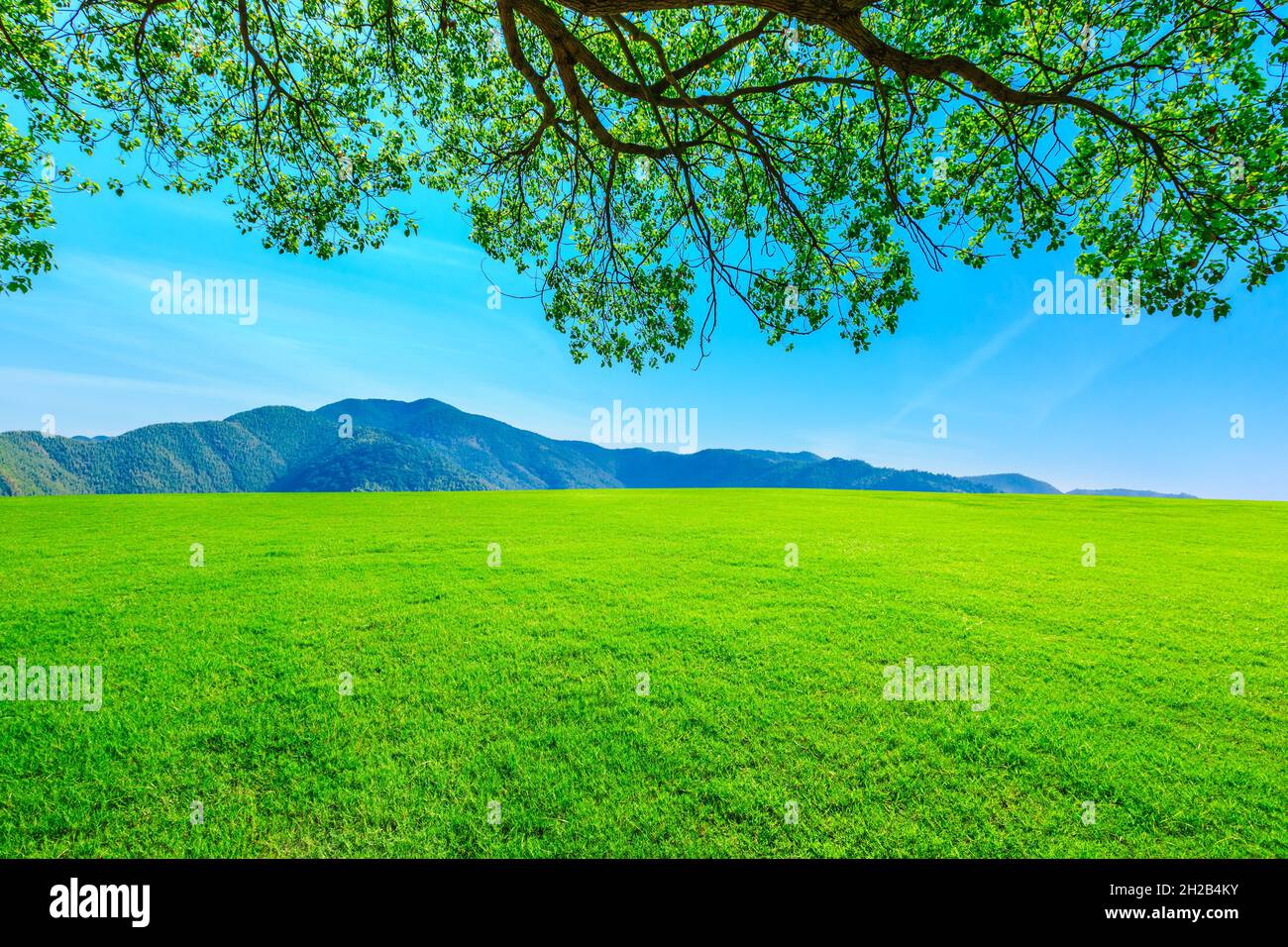 Erba verde e montagna nella stagione primaverile. Foto Stock