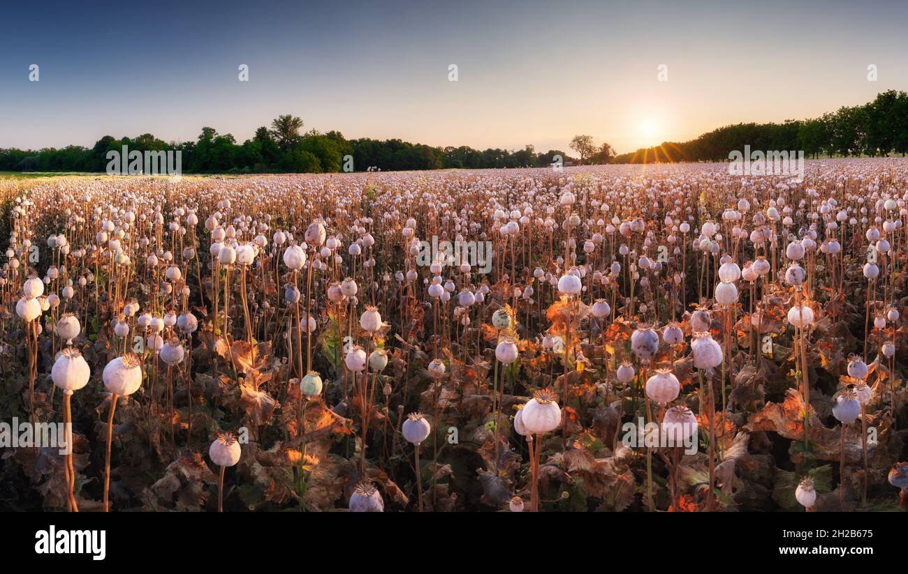 Paesaggio estivo con molte teste di campo papavero Foto Stock