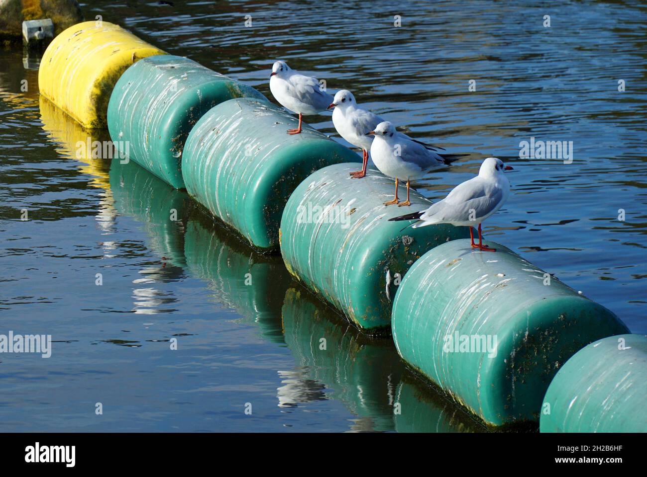 Gulls a testa nera arroccato sulle barriere galleggianti del fiume Foto Stock