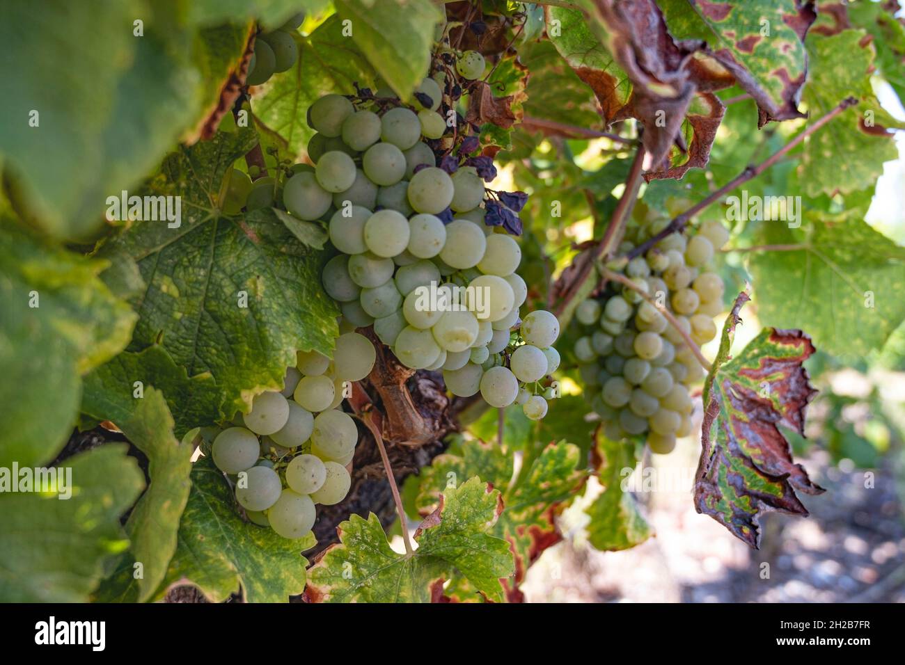 Vigneto mit Sémillon uve a Château d'Yquem, Sauternes. Francia Foto Stock