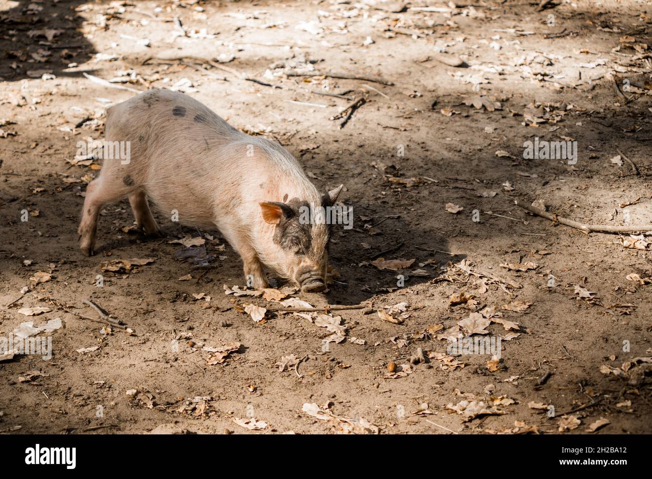 Un maiale peloso grasso rosa raccoglie il cibo dal terreno in una giornata calda e soleggiata. Foto Stock