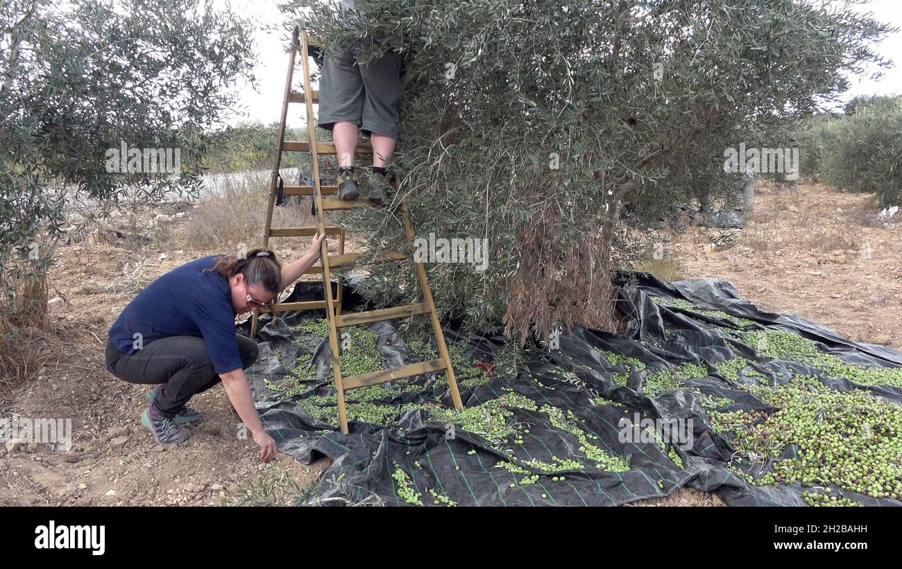 Il Rabbino di riforma Michal Ken-Tor del Consiglio Regionale Megiddo e un volontario dell'organizzazione Rabbis per i diritti umani aiutano gli agricoltori palestinesi a raccogliere olive dal loro oliveto nel villaggio palestinese di Burin vicino a Nablus il 19 ottobre 2021 in Cisgiordania, Israele. Ogni giorno, i Rabbini per i diritti umani organizzano volontari per aiutare gli agricoltori palestinesi a raccogliere i loro olivi, a seguito di conflitti settimanali tra coloni ebrei e agricoltori palestinesi durante la stagione del raccolto. L'industria dell'olio d'oliva è importante per le comunità palestinesi, con i suoi profitti a sostegno dei mezzi di sussistenza Foto Stock
