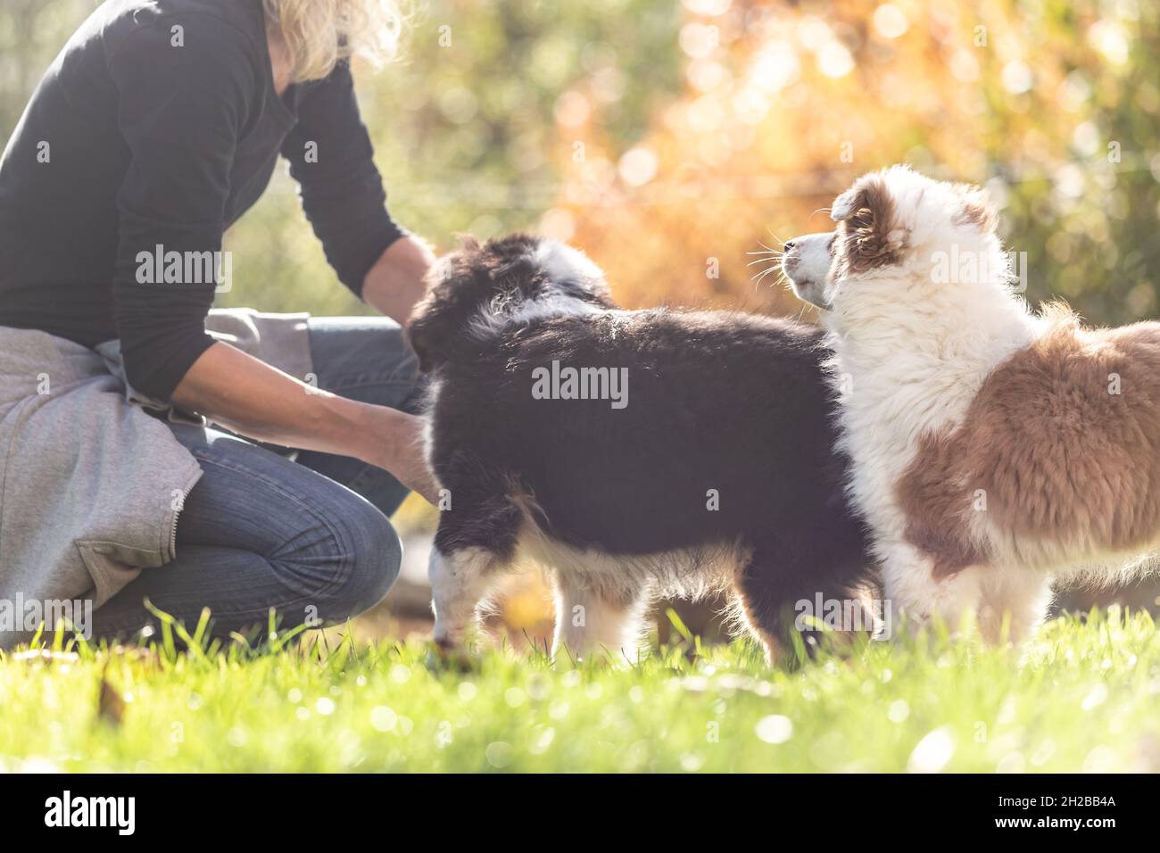 Una donna cane handler amorevolmente dà le prime lezioni in obbedienza ai carini cani cuccioli pastore australiano Foto Stock