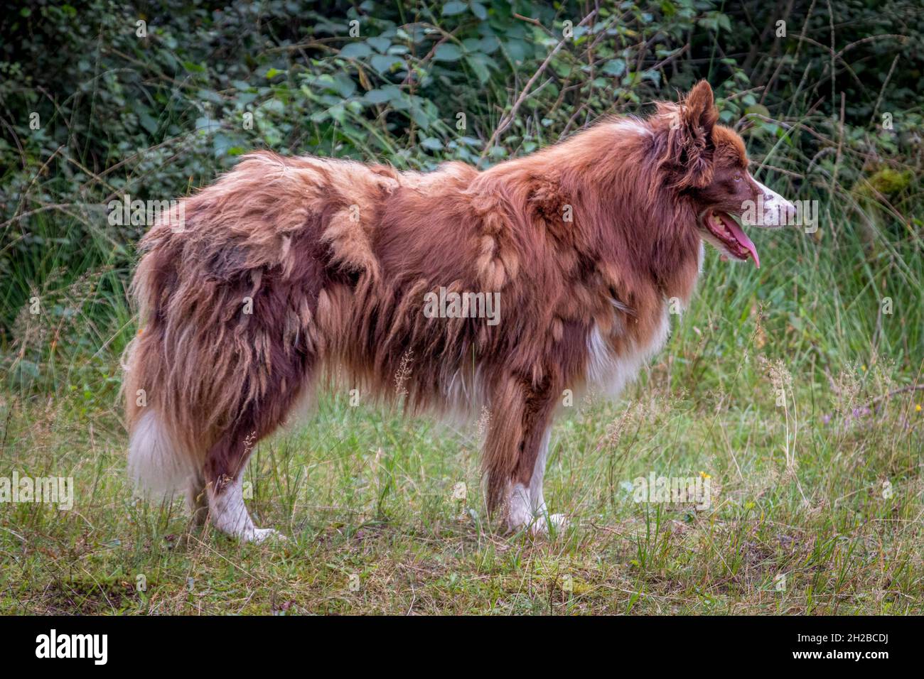 Collie di confine un cane pastore che vigila e guida fedelmente le pecore attraverso il fossato nel parco chiamato 'Witte Veen', provincia Gelderland, t Foto Stock