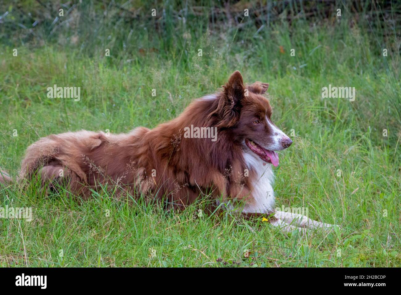 Collie di confine un cane pastore che vigila e guida fedelmente le pecore attraverso il fossato nel parco chiamato 'Witte Veen', provincia Gelderland, t Foto Stock