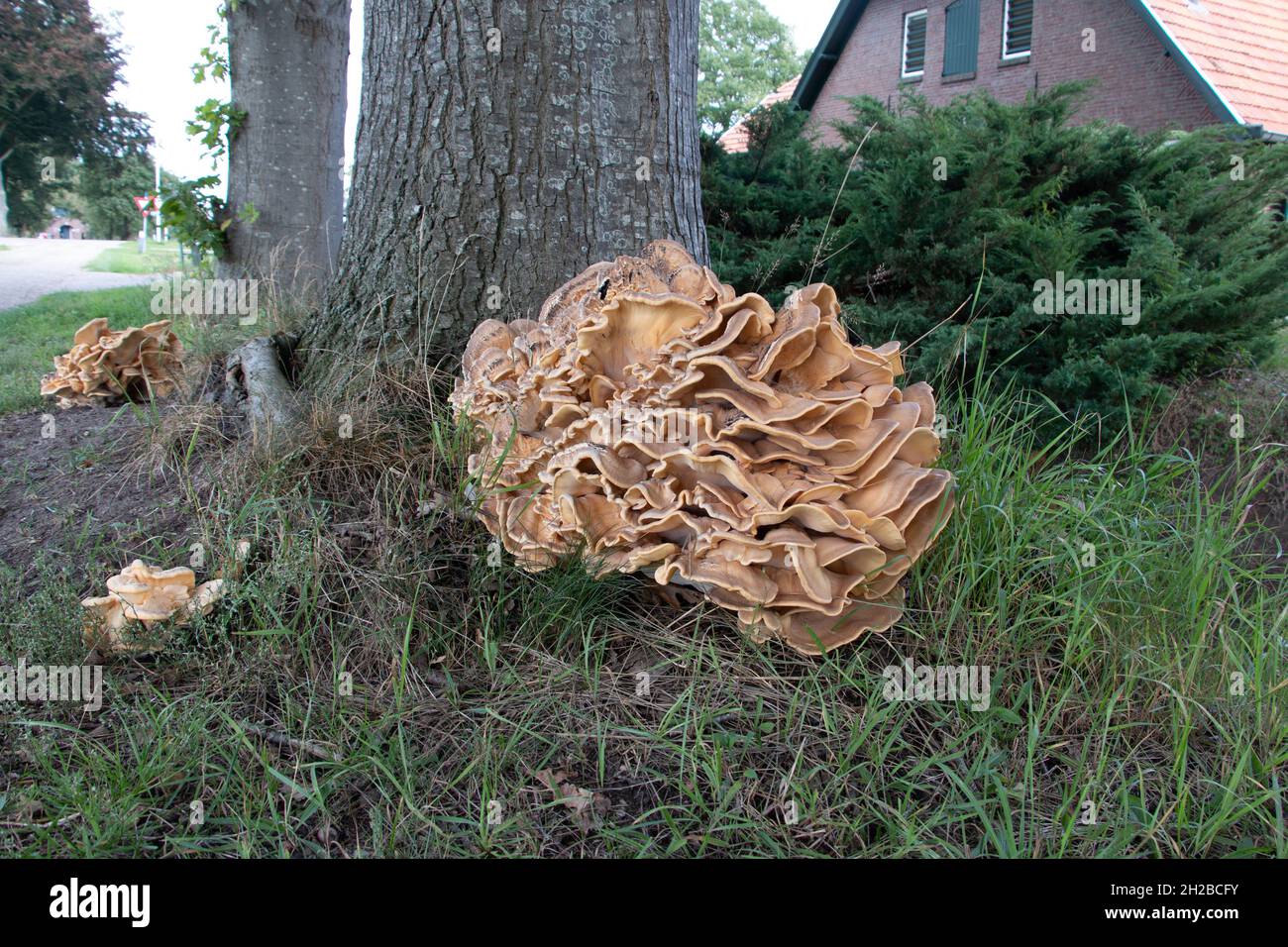 Enorme fungo da scaffale, coltivato su un albero vivente, un fungo parassita dai colori marrone e beige, i Paesi Bassi Foto Stock