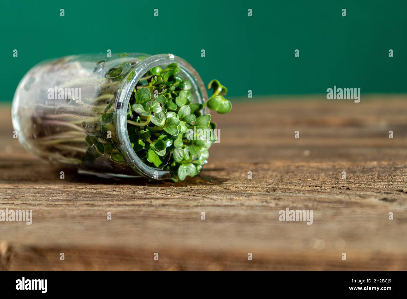 Coltivazione di microgreen. Vasetti di vetro con germogli di erba medica, ravanelli, lattuga, cavolo su un piedistallo di legno. Semi germinanti per alimenti vegani eco. Giardinaggio domestico. Concetto organico. Fattoria urbana. Microgreens. Foto Stock