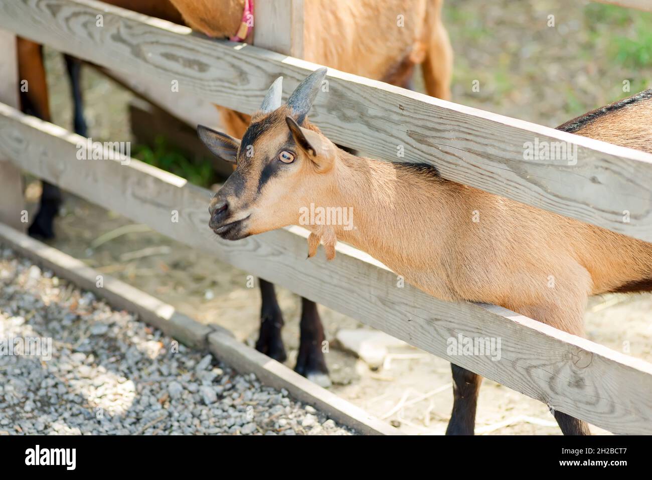 Mandria francese di capre in una fattoria verde Foto Stock