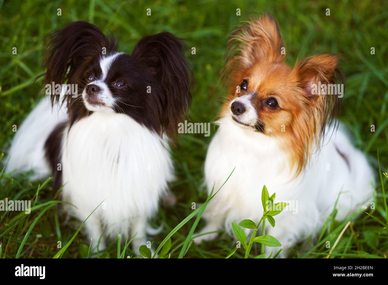 Ritratto del cane Papillon, il Continental Toy Spaniel. Animali domestici. Cane purebred. Tramonto. Divertente, umorismo. Spazio di copia. Foto Stock