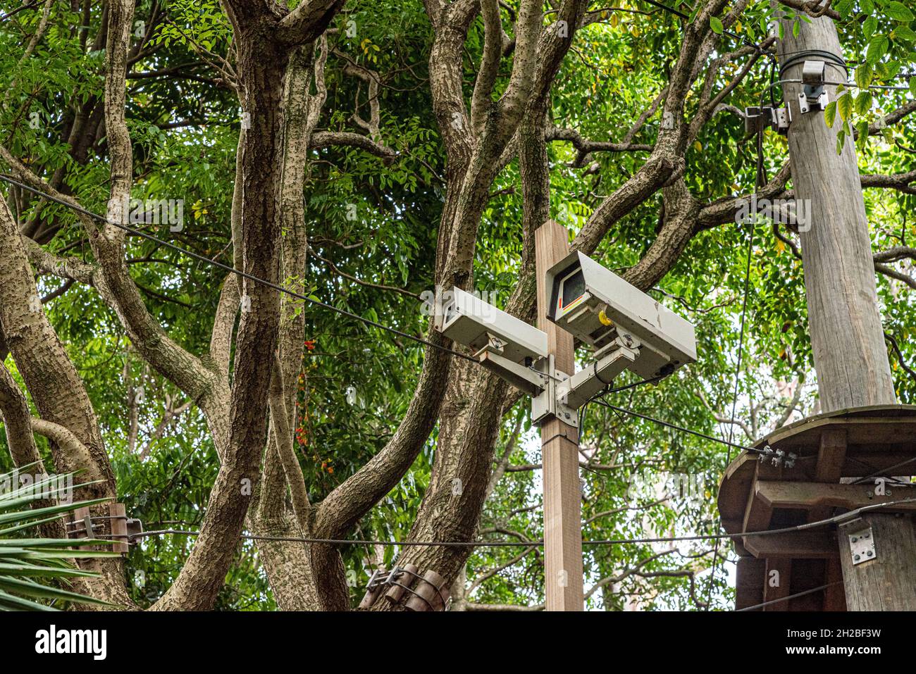 sistemi di telecamere di sicurezza australia in un parco che guarda le persone Foto Stock