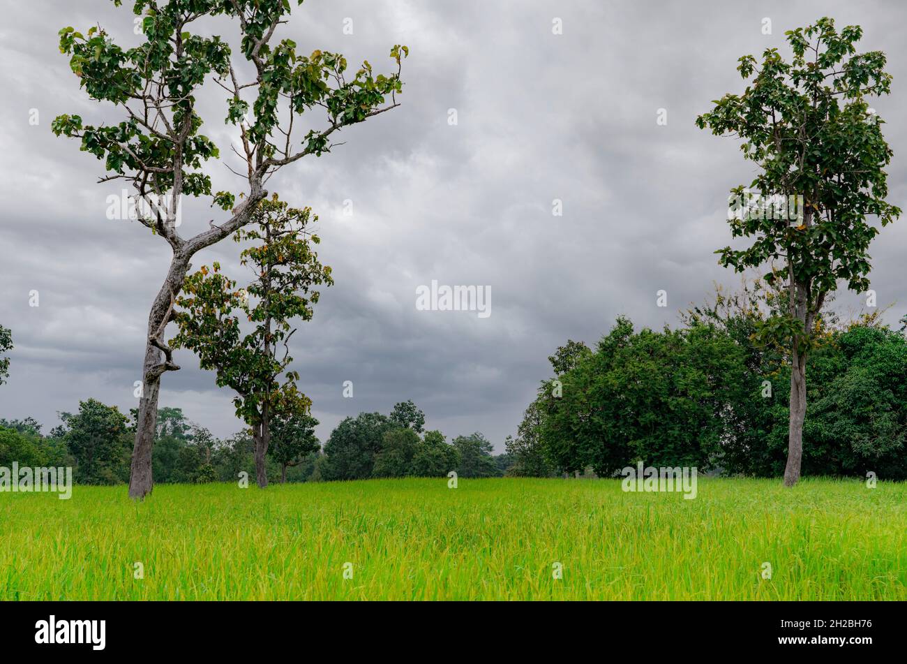 Paesaggio verde campo di riso e cielo nuvoloso. Fattoria di riso con albero tropicale. Terreno agricolo in vendita. Terreno agricolo. Piantagione di riso. Azienda agricola biologica di riso Foto Stock
