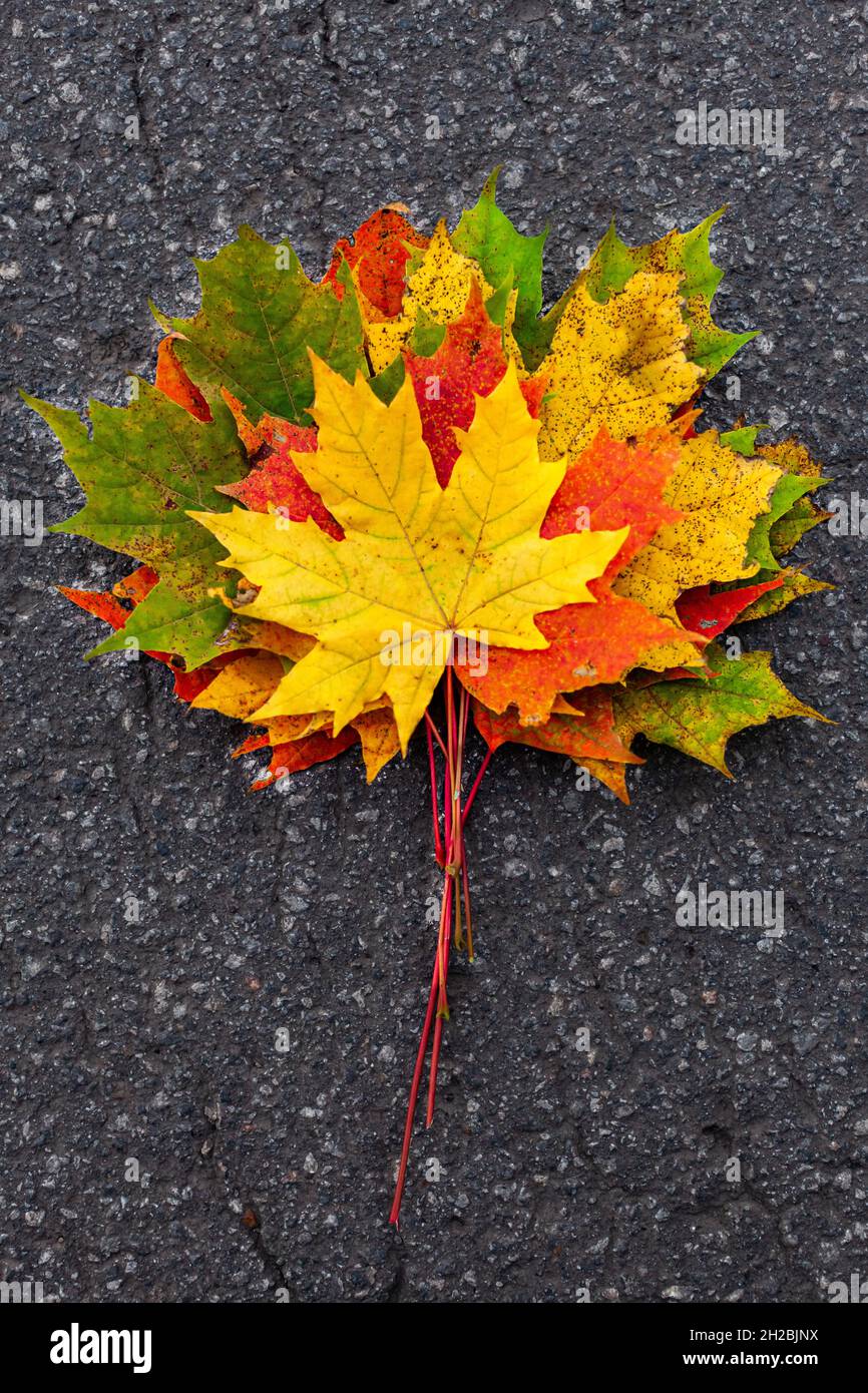 erbario di foglie autunnali di diversi colori. Foto di alta qualità Foto Stock